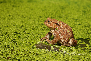Common toad, Bufo bufo