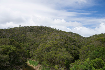 Obraz premium やんばるの森