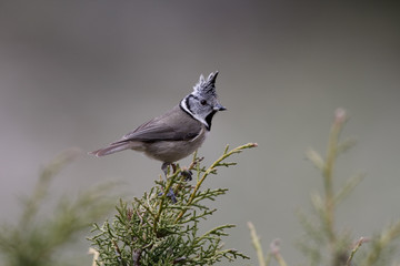 Crested tit, Parus cristatus