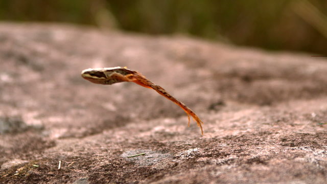 Frog jumping off a stone