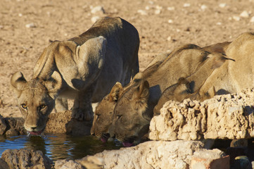 Löwen am Dalkeith Wasserloch im Kgalagadi Transfrontier