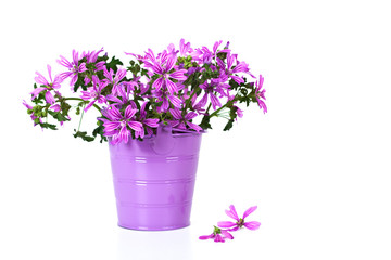 wild violet flowers in bucket i