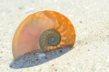 Nautilus shell section