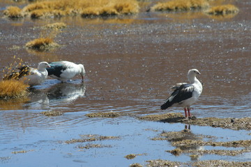 Dzikie gesi z Atacamy © Rochu_2008