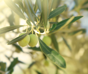 olives on branch