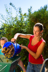 Woman working with grape harvesting machine