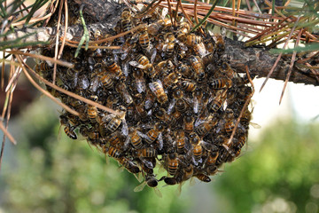 nid d'abaeille