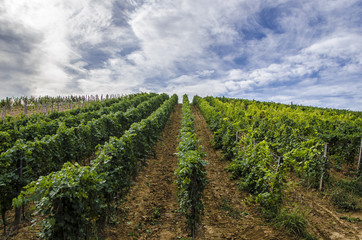 Fototapeta na wymiar vitigno