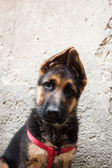 Portrait of a German Shepherd baby dog