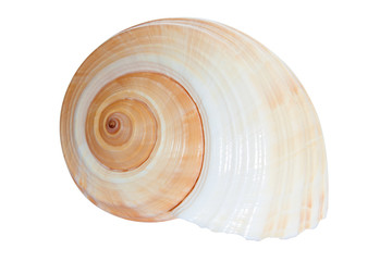 Sea shell isolated on white