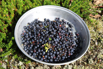 Heidelbeeren sammeln