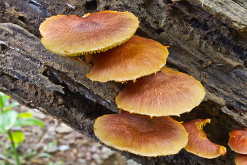 mushrooms growing on a live tree in the forest