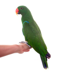 Papagei – Edelpapagei