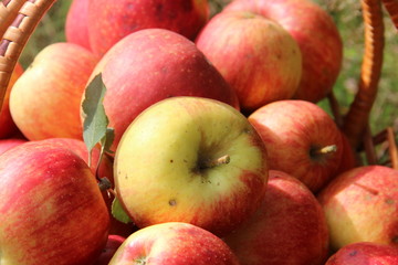 Fototapeta na wymiar яблоко