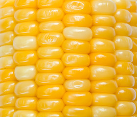 corn