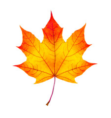 colorful autumn maple leaf isolated on white