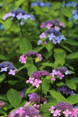 Fototapeta premium 紫陽花