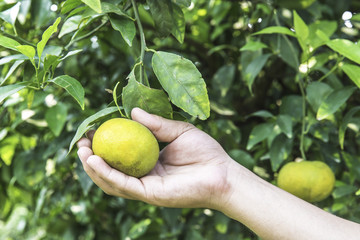 hand picking an orange