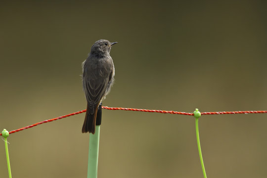 Rougequeue noir femelle sur un fil