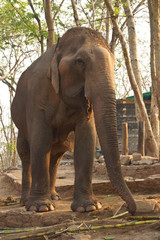 asian elephant