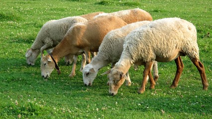 Sheep grazing in a pasture