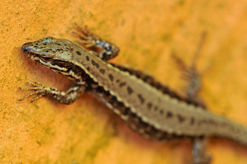 Le lézard