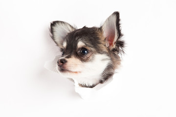 chihuahua isolated on white background