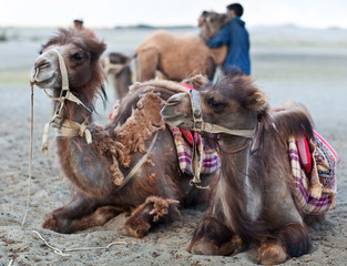 Group of camels with Indian drover in Nubra Valley, India
