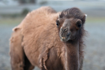 Obraz premium Bactrian Camel in desert of Nubra valley, Ladakh, North India