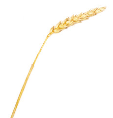 wheat ear