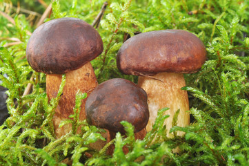 mushrooms in moss