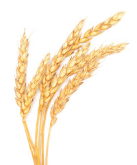 wheat ears