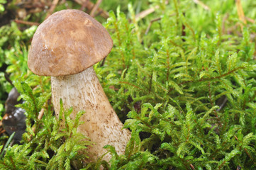 mushrooms in moss