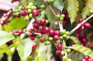 Obraz premium Fresh coffee beans.