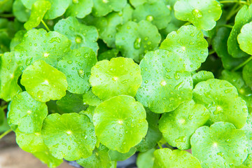 Wild water cress