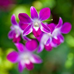 Fototapeta na wymiar Orchidea Dendrobium