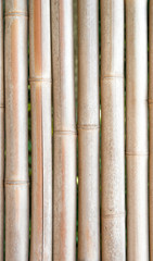 シンメトリー構図の竹