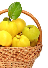 Ripe quince in the basket