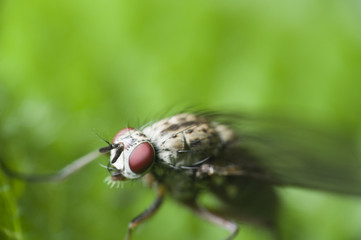 macro of fly on green