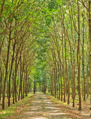 Fototapeta na wymiar rubber trees