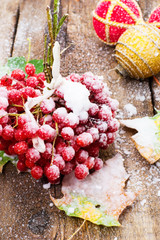 snow has sprinkled the fruits viburnum