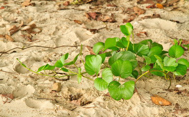  Ipomoea pes-caprae