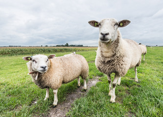 Two curiously loking sheep