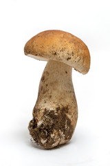 Funghi porcini