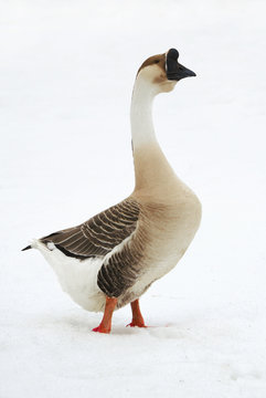 Chinese swan goose on  loose snow