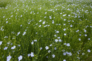 Blooming flowers of flax - 56419530