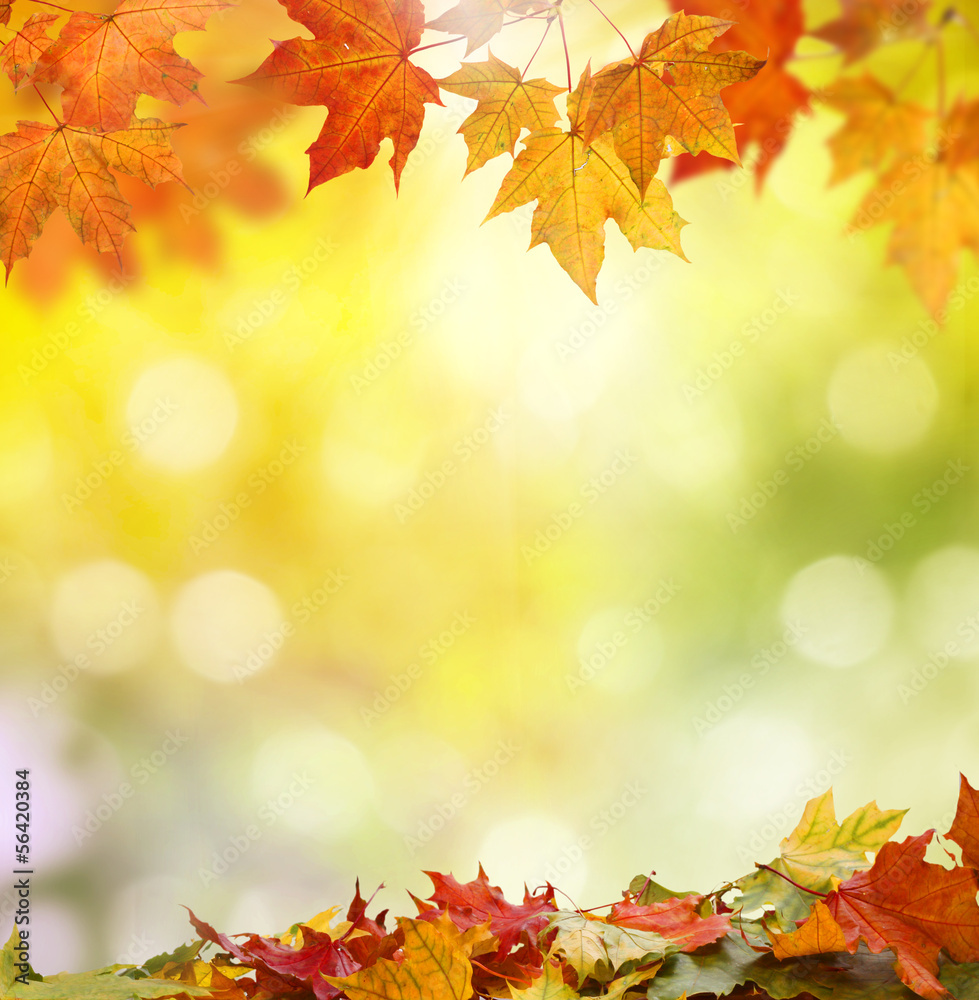 Canvas Prints autumn background