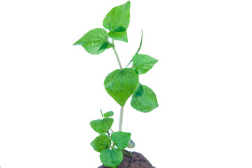 Peperomia pellucida isolated on white background