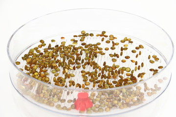 Sprouting seeds of lentil in the germination dish