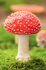 Amanita muscaria